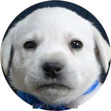 英国ラブラドールの子犬